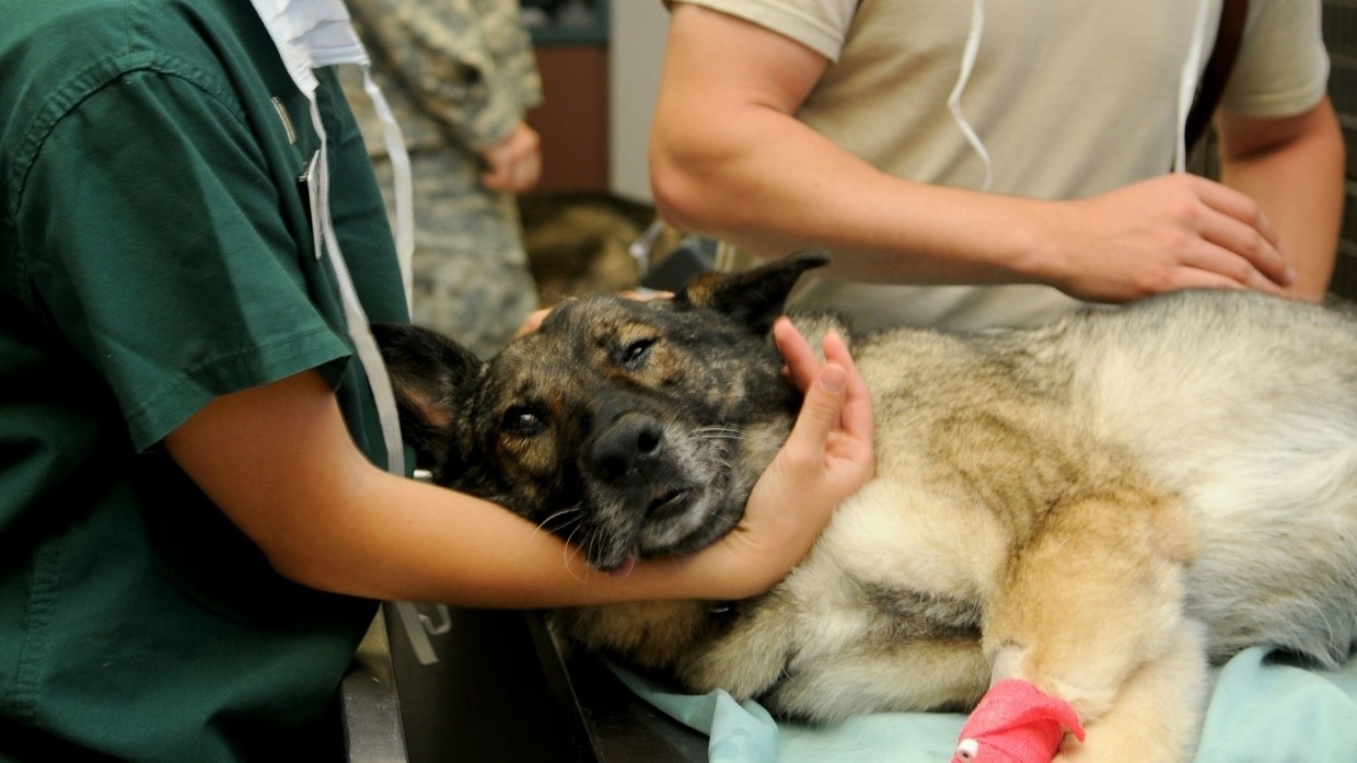 Российские ученые выпустили вакцину от коронавируса для животных