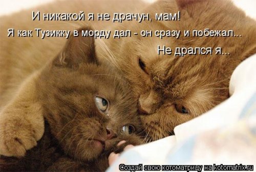 Лучшая котоматрица недели Лучшая котоматрица недели смешные картинки