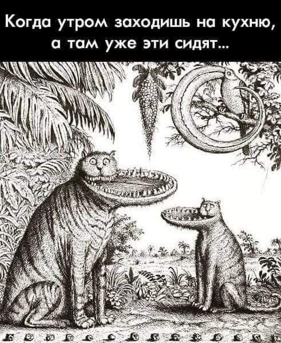 Подборка смешных картинок с надписями 