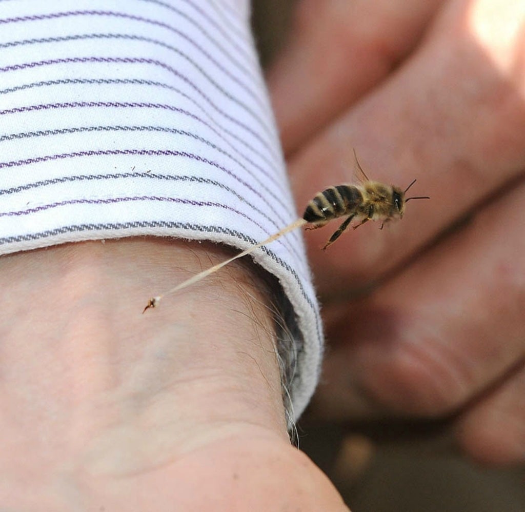 An action shot of a honeybee giving someone it's final sting. 