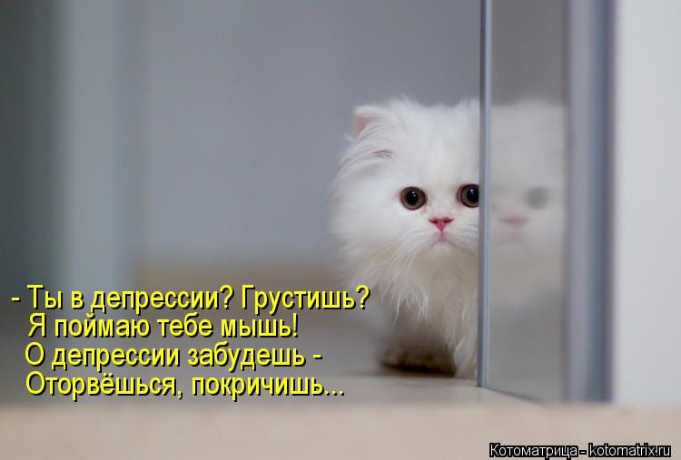 КОТОМЫШИННЫЕ ИСТОРИИ позитив,Смешные животные,юмор