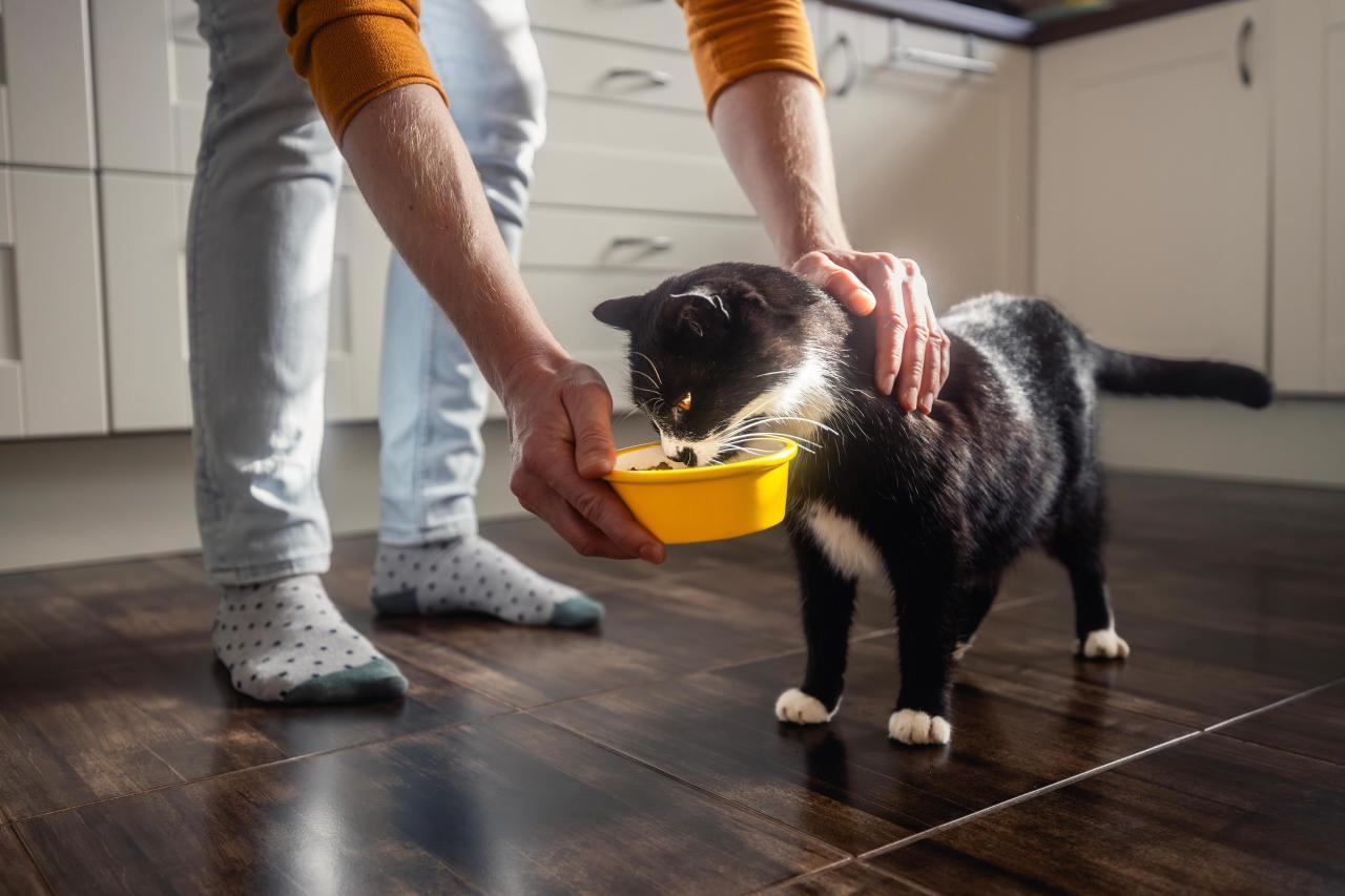 Почему кошка ест только желе из корма: 4 главные причины