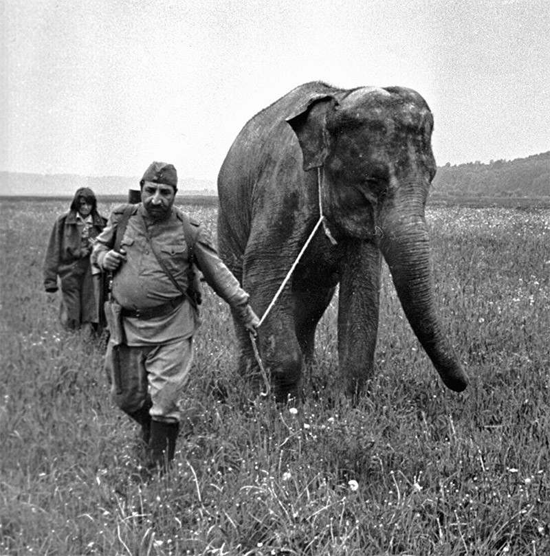 Трогательный забытый фильм "Солдат и слон" война, слон, советское кино