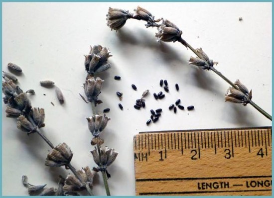 ЛАВАНДА В САДУ: ВЫРАЩИВАНИЕ И УХОД В ОТКРЫТОМ ГРУНТЕ инструмент,ландшафтный дизайн,огород,полезные советы,растения,сад