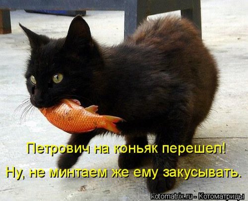 Новая котоматрица 