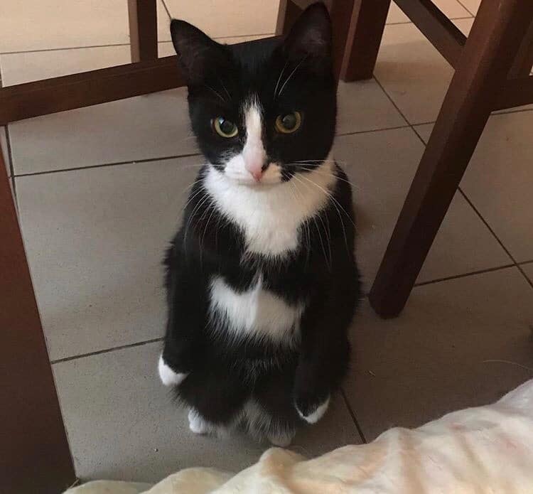 черно-белая кошка