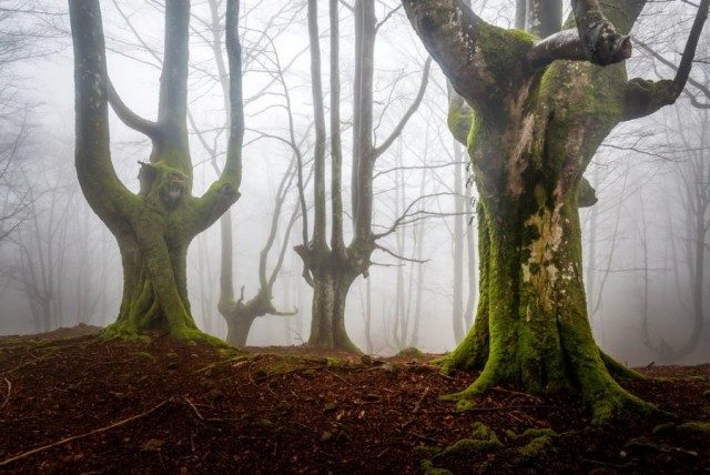 Мистический испанский лес