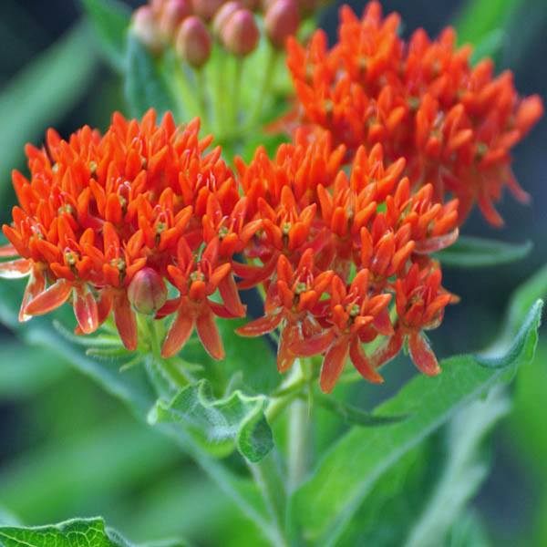 Апрельские посевы цветов и декоративных растений рассада цветов в апреле