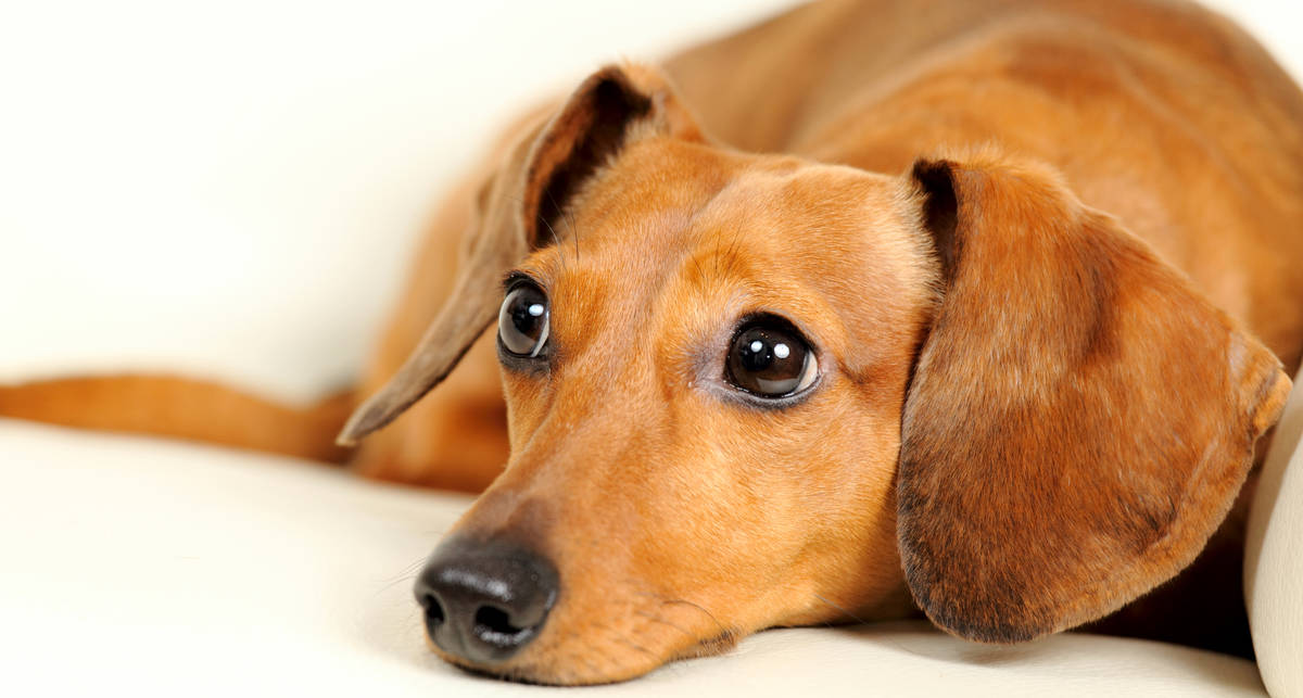 Ученые доказали, что собаки притворяются, когда делают жалостливую морду наука