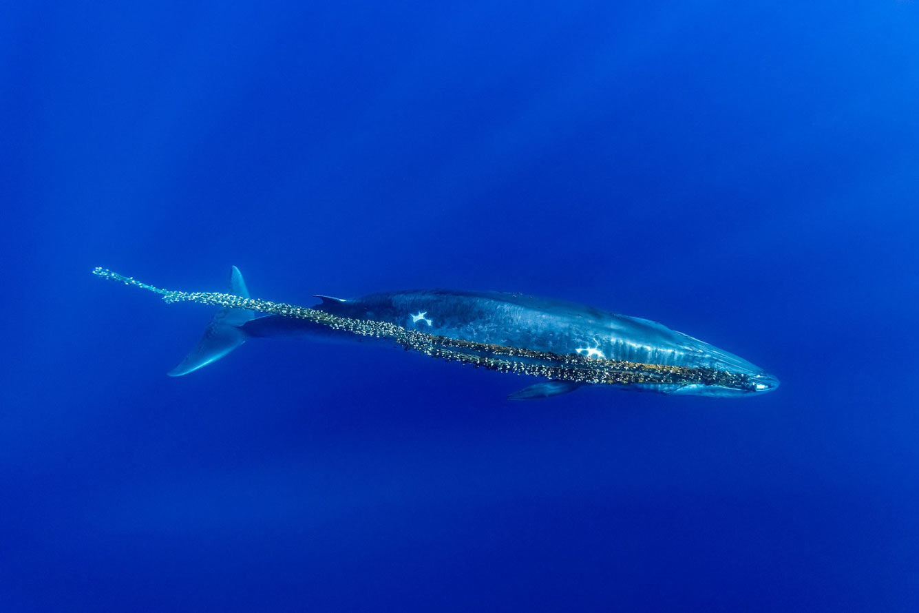 Конкурс подводной фотографии Ocean Art 2021 Конкурс подводной фотографии Ocean Art 2021 животные,природа,Путешествия,фото