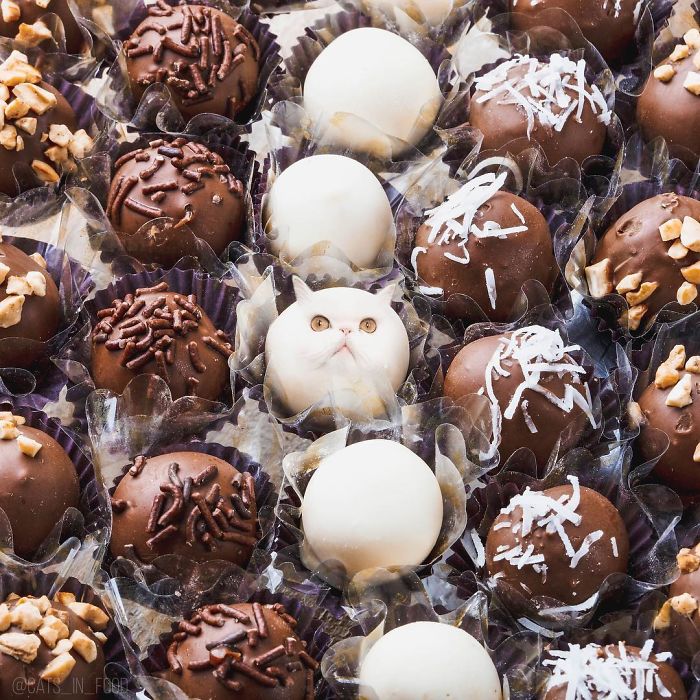 «Коты в еде»: Забавные фотоманипуляций от российской блогерши, покорившие интернет «Коты в еде»: Забавные фотоманипуляций от российской блогерши, покорившие интернет