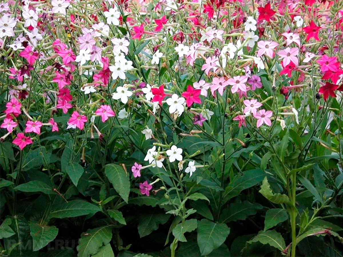 Табак крылатый (Nicotiana alata)