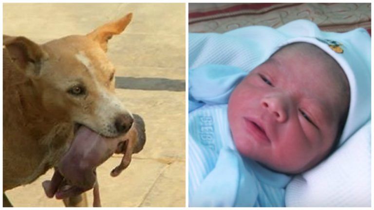 Бродячая собака нашла на мусорке и вынесла к людям… младенца! О таком спасении в городе ещё не слышали