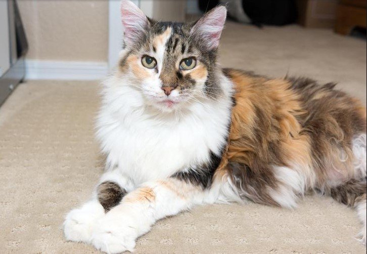 Как выглядят коты, когда стареют картинки,супер