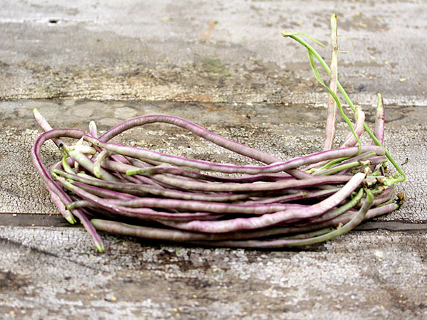 Купить Семена Вигны В Интернет Магазине