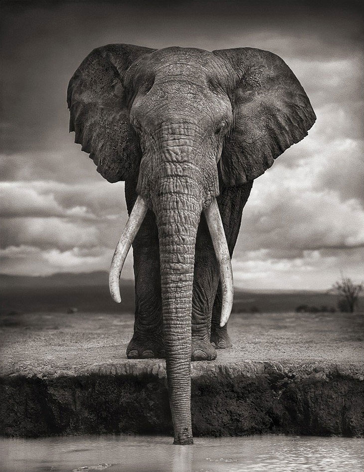 Знакомьтесь, слон слоны, слона, слонов, бивни, хобота, очень, только, этого, можно, чтобы, довольно, планете, существует, просто, движение, оружие, хобот, сильно, любят, глаза