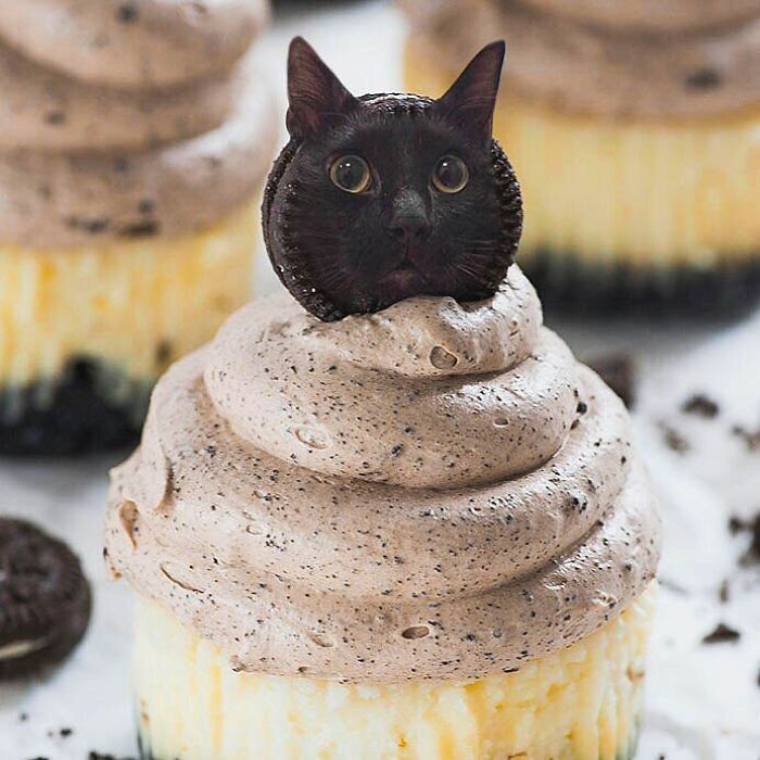 «Коты в еде»: Забавные фотоманипуляций от российской блогерши, покорившие интернет «Коты в еде»: Забавные фотоманипуляций от российской блогерши, покорившие интернет