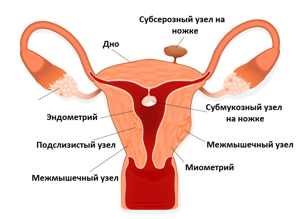 Матка женщины картинки строение