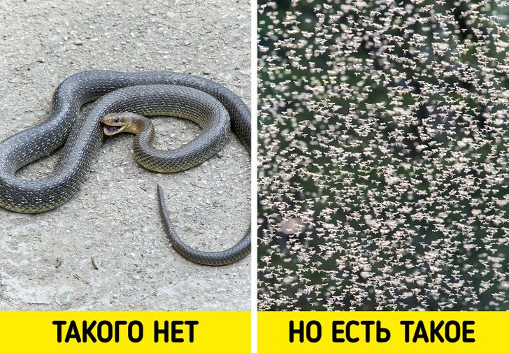 12 особенностей быта и традиций Новой Зеландии, от которых у приезжих округляются глаза Новая Зеландия,страноведение,традиции