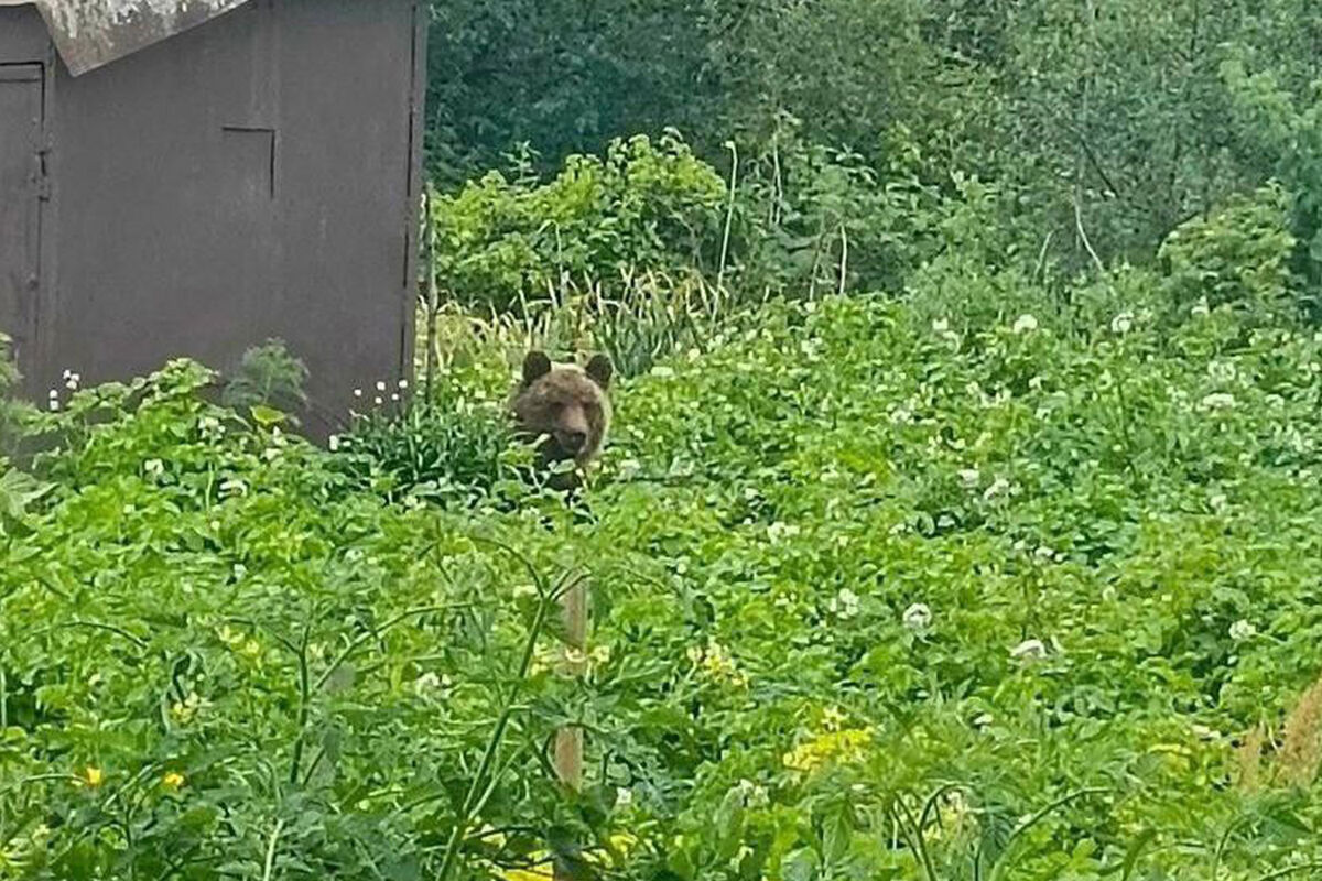 Тверчанка сфотографировала медведя, воровавшего на ее огороде ягоду