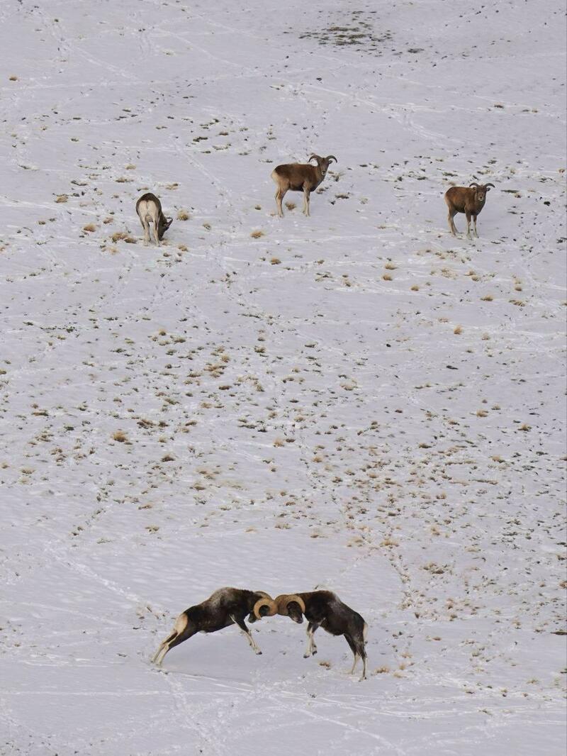 Бараны аргали / Фото: Алексей Кужлеков