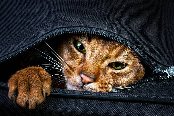 Resultado de imagen de cat in bag
