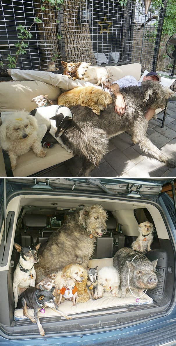 living-with-multiple-pets-250-59c0b66f45e44__605