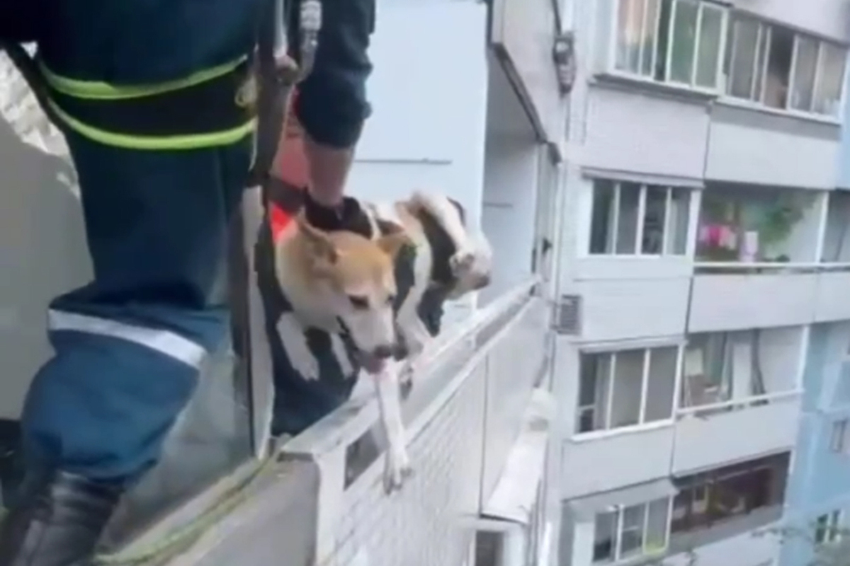 Необычная операция спасателей: достали с балкона запертого пса