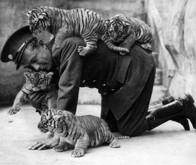 мужчина, тигрята, зоопарк