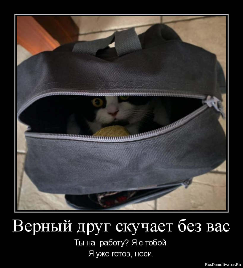 Про американца и хитрую бабульку животные,Истории из жизни,позитив