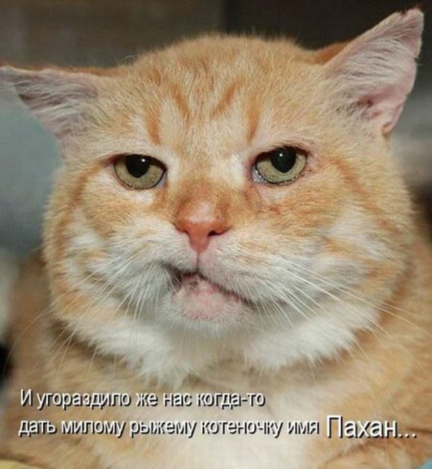 Пятница приколы в картинках с надписями ржачные до слез, мимозы для
