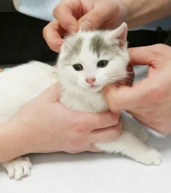 Котенок на осмотре