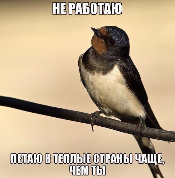 Картинки и фото приколы с надписями со смыслом Картинки и фото приколы с надписями со смыслом