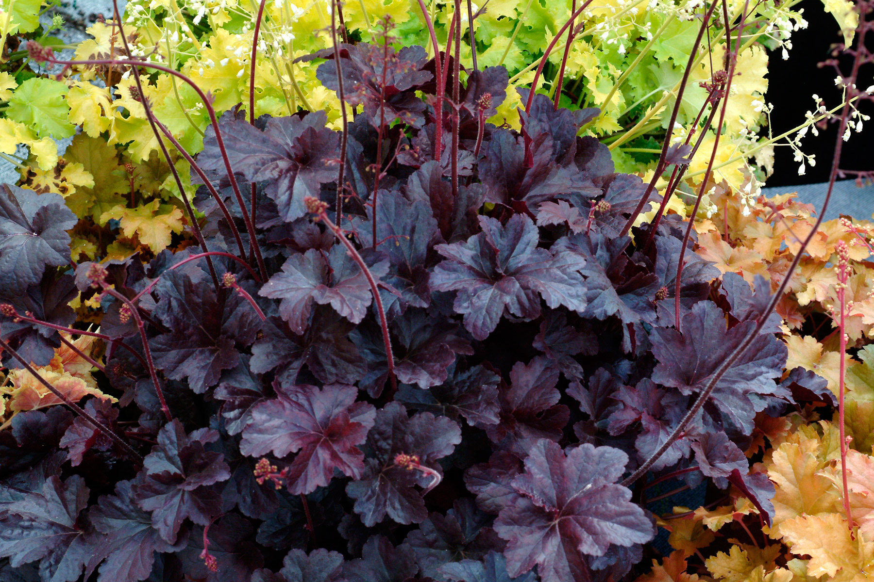 Многолетний садовый цветок Гейхера (Heuchera)