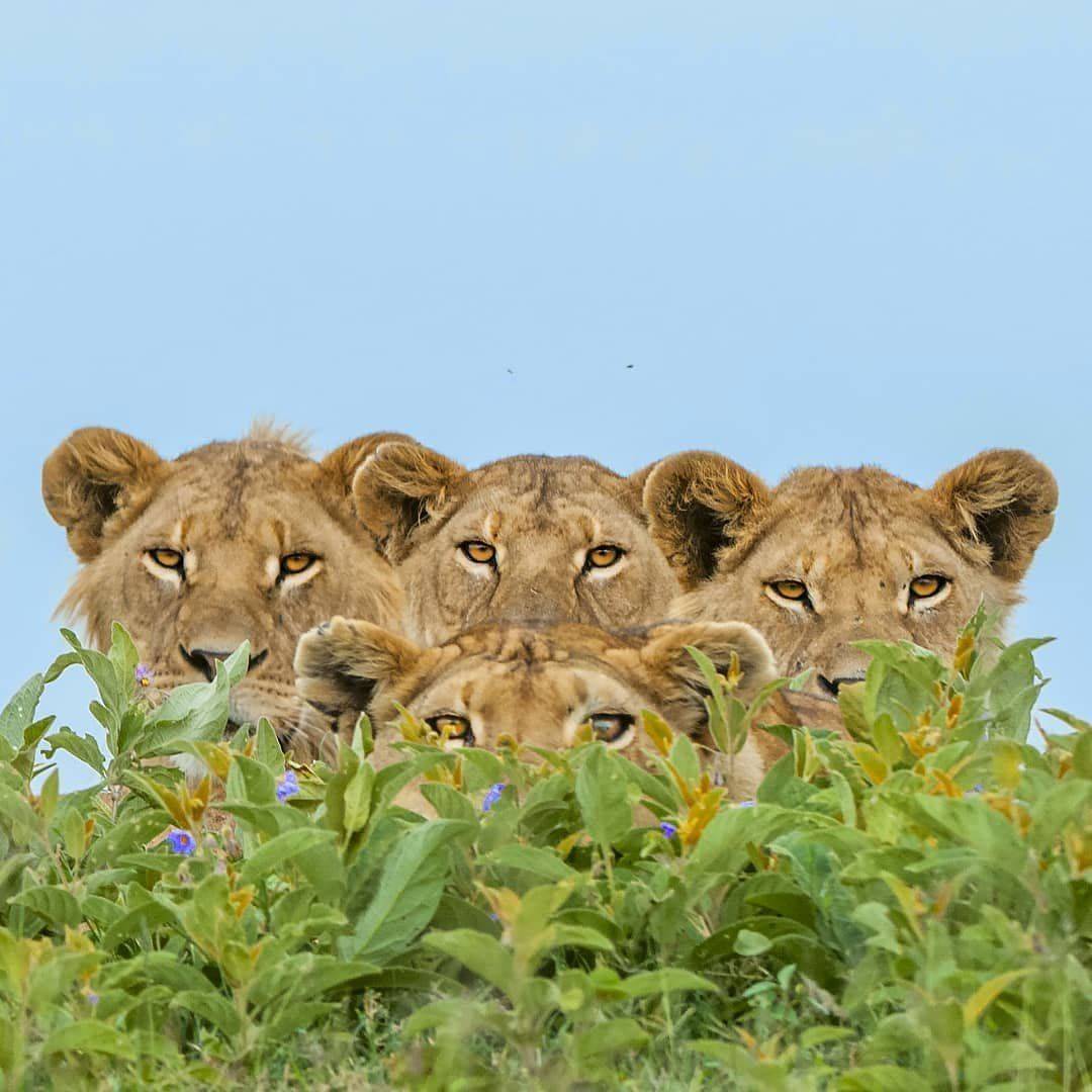 Странное, необычное и смешное... девушки