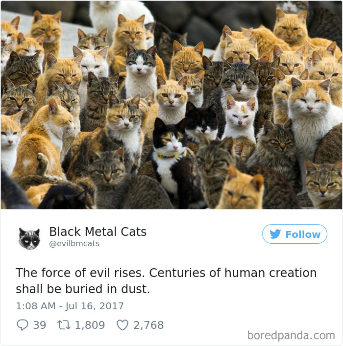 Black-metal-cats-lyrics-tweets