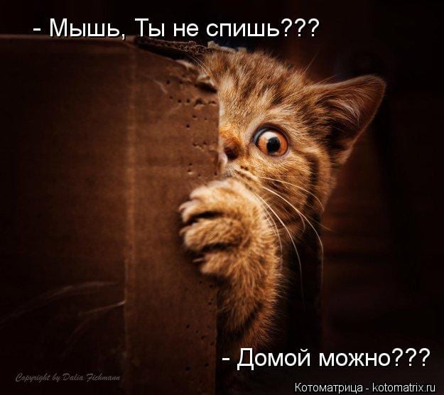 КОТОМЫШИННЫЕ ИСТОРИИ позитив,Смешные животные,юмор