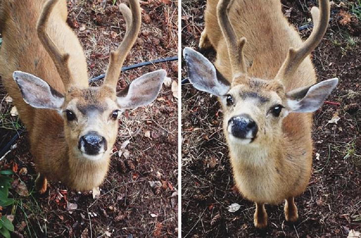 Животные, которые заставят вас улыбаться несмотря ни на что животные