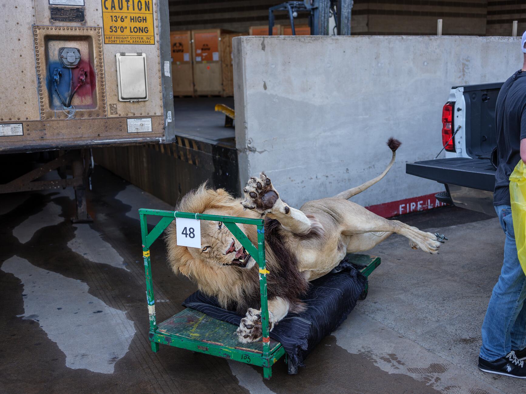 Изображение льва в таксидермии со свирепым выражением на морде и вытянутыми передними лапами, лежащего на боку на маленькой тележке на колесиках