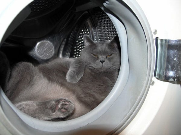 Стиральные машины созданы именно для котов анекдоты,демотиваторы,Смешные животные,юмор
