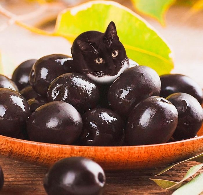 «Коты в еде»: Забавные фотоманипуляций от российской блогерши, покорившие интернет «Коты в еде»: Забавные фотоманипуляций от российской блогерши, покорившие интернет