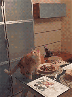 Подборка ржачных и забавных гифок со смыслом 