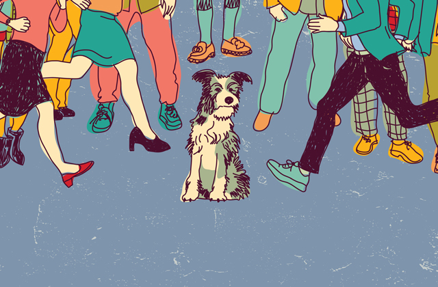 Что делать, если собака боится громких звуков 