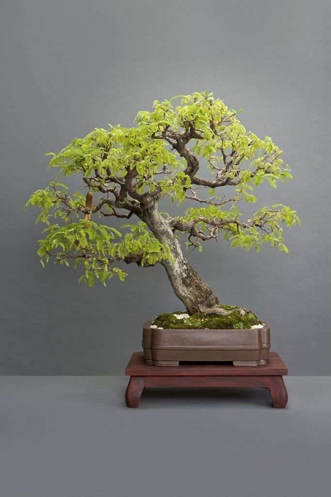 Карликовые деревья для дома: особенности ухода и фото уютных вариантов Карликовые деревья для дома: особенности ухода и фото уютных вариантов идеи для дома,комнатные растения