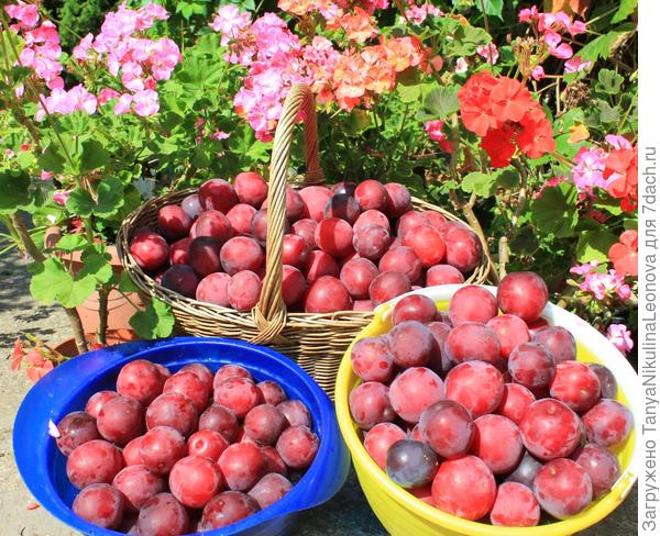 Чатни из слив заготовки,консервируем,кулинария,соусы