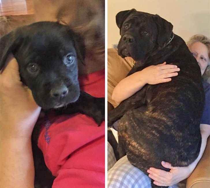 Любителям собакенов: большие собаки созданы для людей с огромным сердцем 