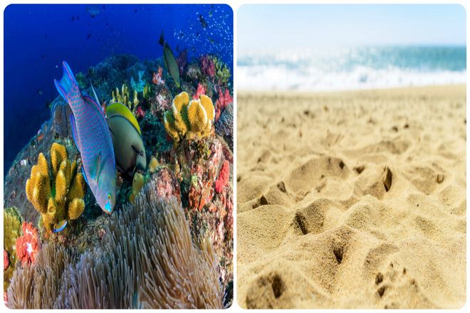 Рыбы-попугаи растут больше при использовании более качественной пищи. У более крупной рыбы укус крупнее.