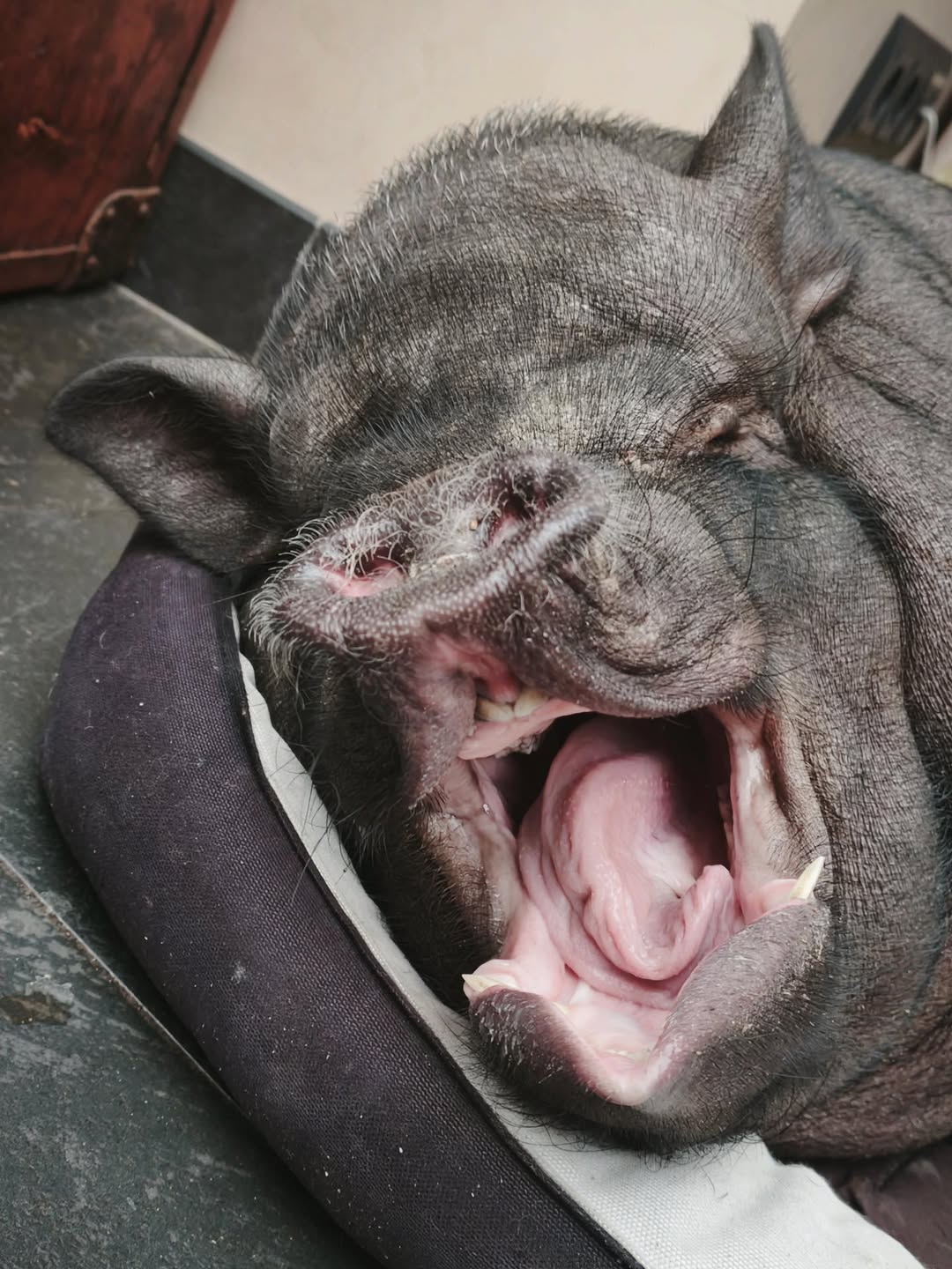  Валерия Гай Германика рассказала, зачем завела свинью