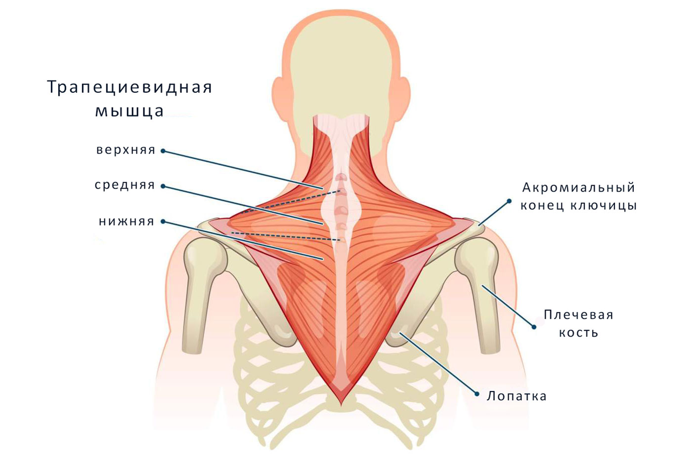 Верхняя средняя и нижняя трапециевидная мышца