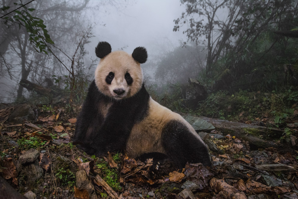 Лучшие кадры живой природы от National Geographic